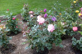 Roses in our large rose bed.  Fairfield Glade, Tennessee.