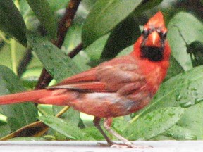 A male cardinal  on our deck.  August 28, 2008.