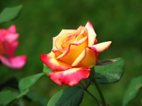 Tahitian Sunset Rose, Fairfield Glade, August 16, 2008.