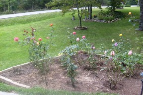 Our front yard -- September 5, 2008.