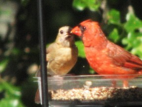 A male cardinal feeding a juvenile, Fairfield Glade, Tennessee.  September 4, 2008.