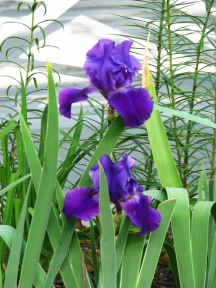 irisautumnbuglar Autumn Buglar Iris, Fairfield Glade, Tennessee. September 4, 2008.