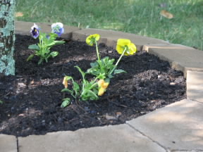 Pansies in one of our new flower beds.  September 24, 2008.