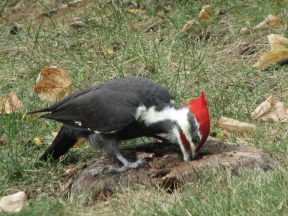 A pileated woodpecker hard at work in our yard.
