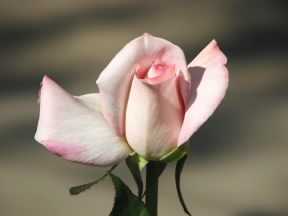 Sheer Bliss Rose, Fairfield Glade, Tennessee.  September 24, 2008.