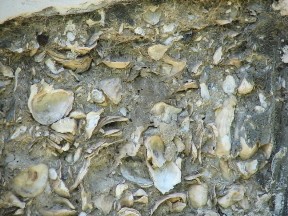 Tabby (oyster shells, lime, ash, sand and water) was used in construction during the colonial period.