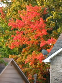 autumncolor Autumn color in Fairfield Glade. October 5, 2008.