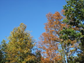 autumnsky The autumn sky in the Glade. October 19, 2008.