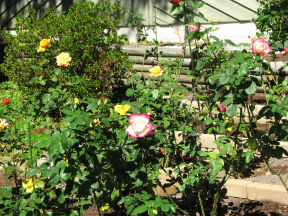 bigrosebed Our big rose bed. October 10, 2008.