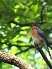 A male bluebird in our backyard.  July, 2008.
