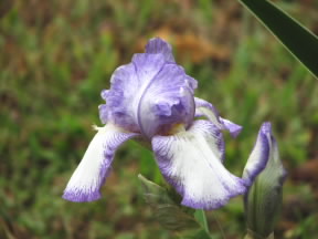 irisqueendorothy Queen Dorothy Iris, Fairfield Glade. October 9, 2008.