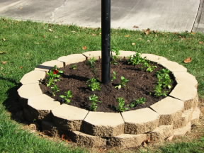 lamppostbed Pansies in our new flower bed around the lamp post. October 10, 2008.