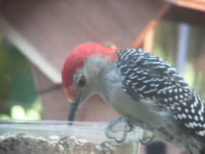 A red-bellied woodpecker enjoying our feeder.  October 10, 2008.