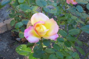 Love and Peace Rose, Fairfield Glade, October 19, 2008.