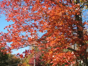 Fairfield Glade, Tennessee.  November 1, 2008.