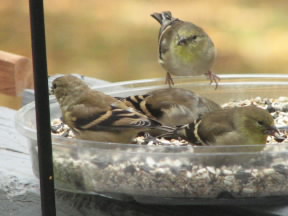 Young Goldfinch in one of our feeders.  October 28, 2008.