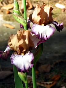 Flower Show Iris, Fairfield Glade, November 3, 2008.