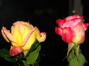 Glowing Peace and Double Delight Roses.  November 7, 2008.