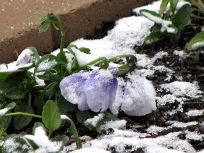 pansiesnow Snow on a pansy, Fairfield Glade. November 16, 2008.