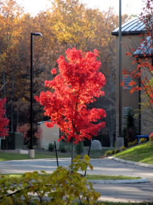 A red tree in the Glade.  November, 2008.