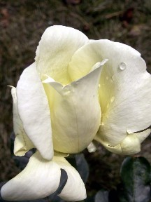 Sweet Freedom Rose, 2008.