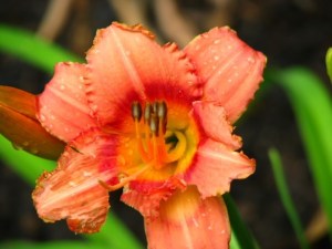 Strawberry Candy Daylily, Fairfield Glade.  June, 2008.
