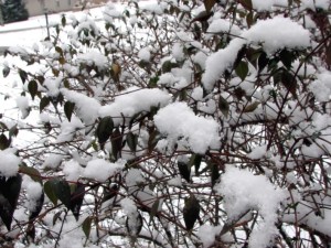 jasminesnow Snow on our jasmine bush. January 19, 2009.