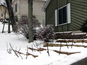 rosessnow Our roses in the snow. January 19, 2008.