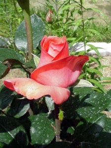 Rose Spellbound, Fairfield Glade.  June, 2006.