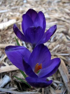 The first blossom in our yard.  March 7, 2009.