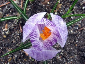Crocus Pickwick, Fairfield Glade.  March 16, 2009.