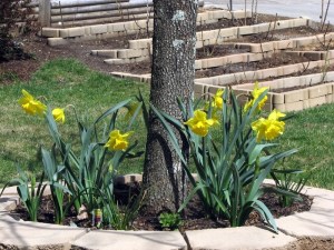 Daffodils in bloom under our dogwood tree.  March 18, 2009.