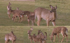 Deer on the golf course behind our house.  March 3, 2009.