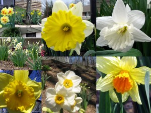 2009-garden 2009-garden