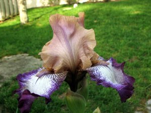 Floor Show Iris, Fairfield Glade.  April 29, 2009.