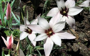 pepperminttulipcollage