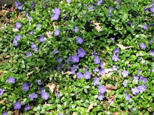 periwinkle09033001 periwinkle09033001