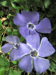 periwinkle09033102 periwinkle09033102