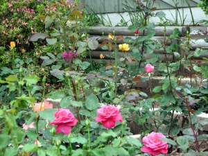 Big Rose Bed, Fairfield Glade.  May 23, 2009.