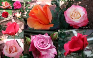RoseCollage090522