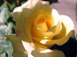 Rose New Day, Fairfield Glade.  May 20, 2009.