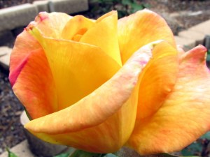 Rio Samba Rose, Fairfield Glade.  May 11, 2009.