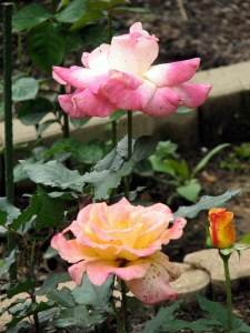 Rio Samba Rose, Fairfield Glade.  May 17, 2009.