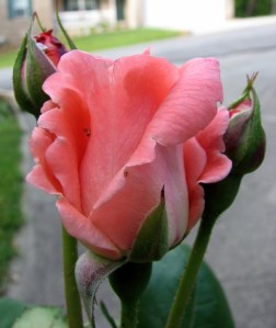 Sonia  Rose, Fairfield Glade.  May 15, 2009.