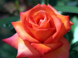 RoseWilldfire09053103 Wildfire Rose, Fairfield Glade. May 31, 2009.