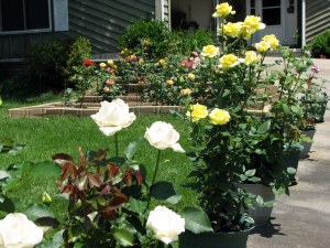 Our Big Rose Bed, Fairfield Glade.  June 2, 2009.