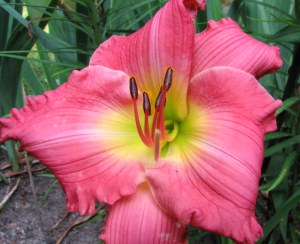 Daylily Hush Little Baby, Fairfield Glade.  June 28, 2009.