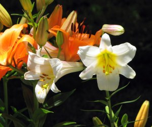 Lilies09061301 Lilies in our garden, Fairfield Glade. June 13, 2009.