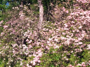 MtnLaurel09052901 Mountain Laurel near Otto, North Carolina. May 29, 2009.
