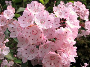 MtnLaurel09052902 Mountain Laurel blossoms. May 29, 2009.